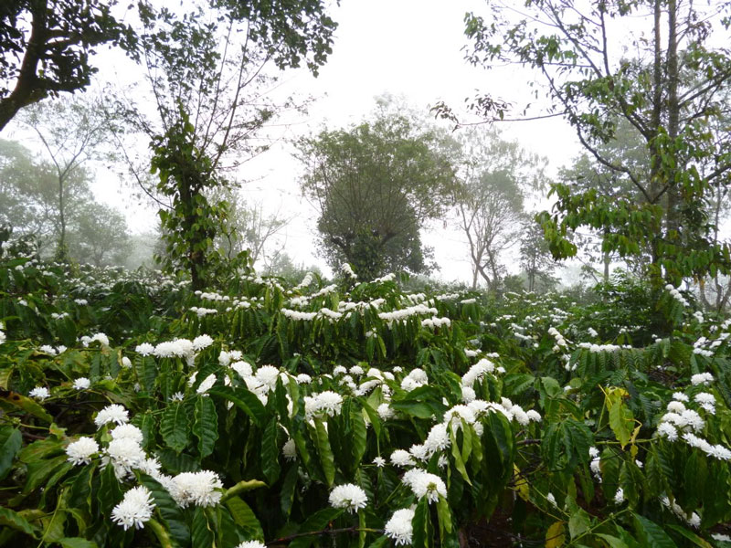 Vườn cà phê tại Đak Lak đang nở hoa trắng xóa. Ảnh: Vtv4.