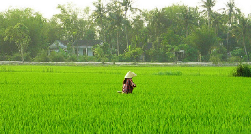 Vùng Hải Hậu, Nam Định nổi tiếng với nghề trồng lúa nước. Ảnh: Tin tức Nam Định.