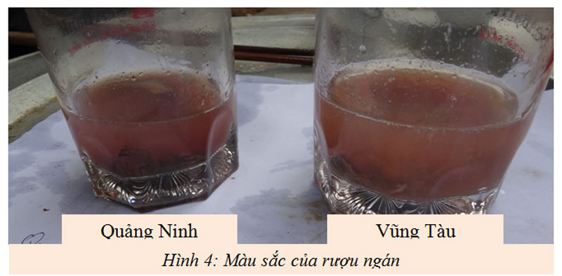 Màu sắc của rượu ngán Quảng Ninh và rượu ngán Vũng Tàu.