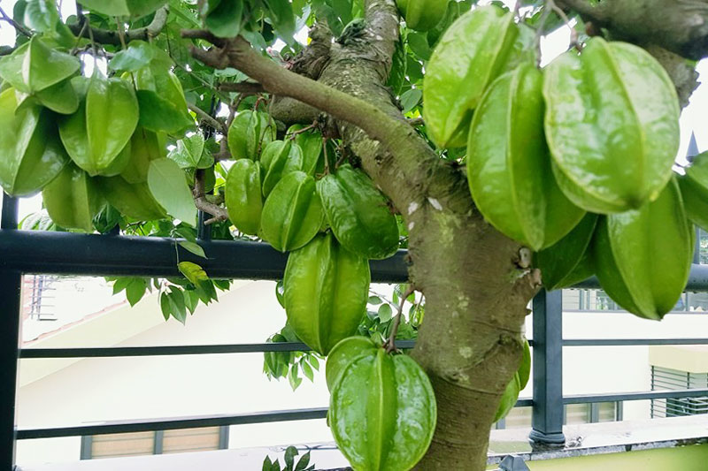 Kỹ thuật trồng cây khế bonsai đẹp miễn chê, quả lại sai trĩu cành