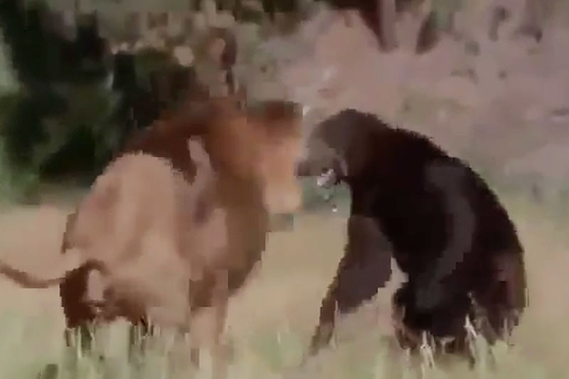 Màn giao chiến giữa sư tử đực với gấu.