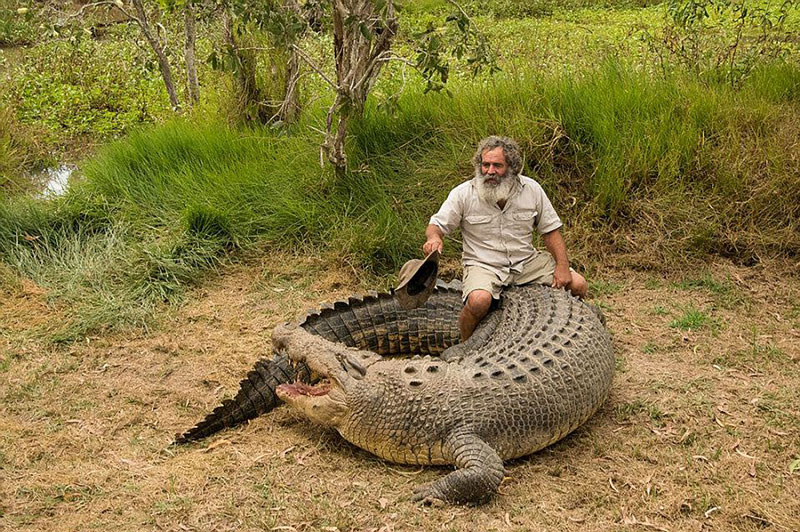Ông Barefoot cưỡi lên người chú cá sấu Brian nặng hơn 800kg.
