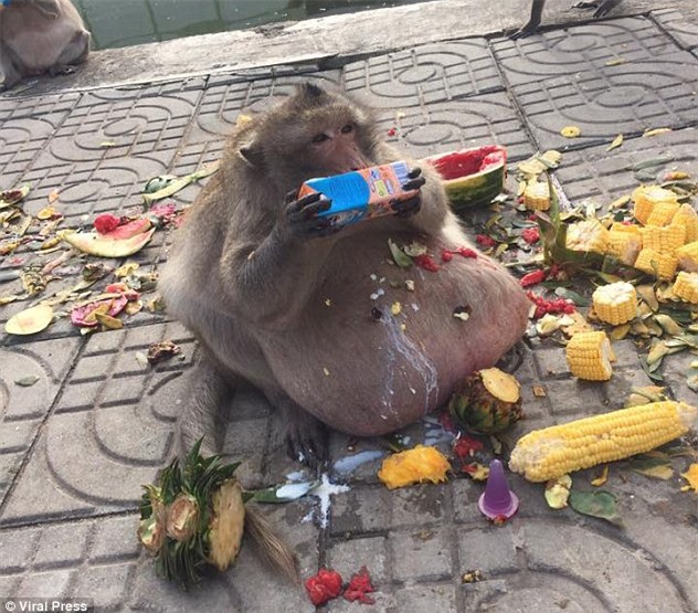 Chú khỉ béo ú ăn thủng nồi trôi rế hết hoa quả của đồng bọn trong sở thú - Ảnh 1.