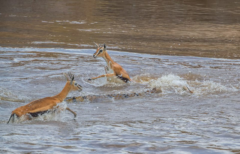 Phát hiện 2 con linh dương khát nước đang tiến xuống sông uống nước. Con cá sấu ranh mãnh đã lập tức tấn công con mồi.