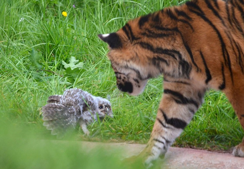Con hổ có vẻ rất tò mò khi có 