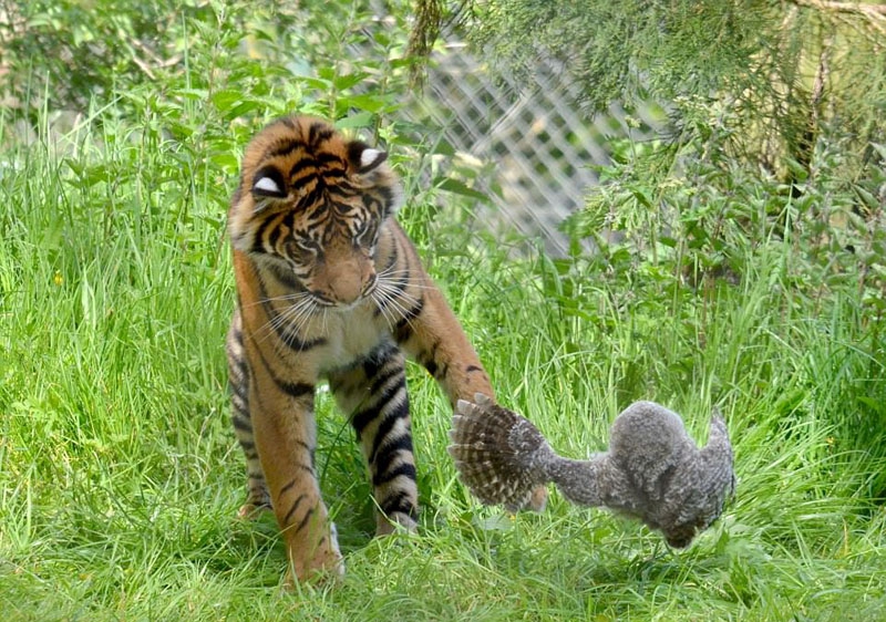 Có vẻ như con cú phản ứng rất nhanh trước sự tò mò của hổ.