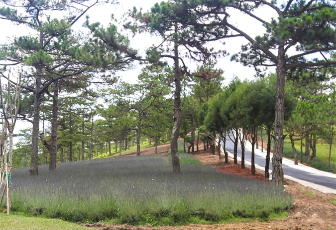 Vườn hoa oải hương tím biếc giữa trung tâm Đà Lạt