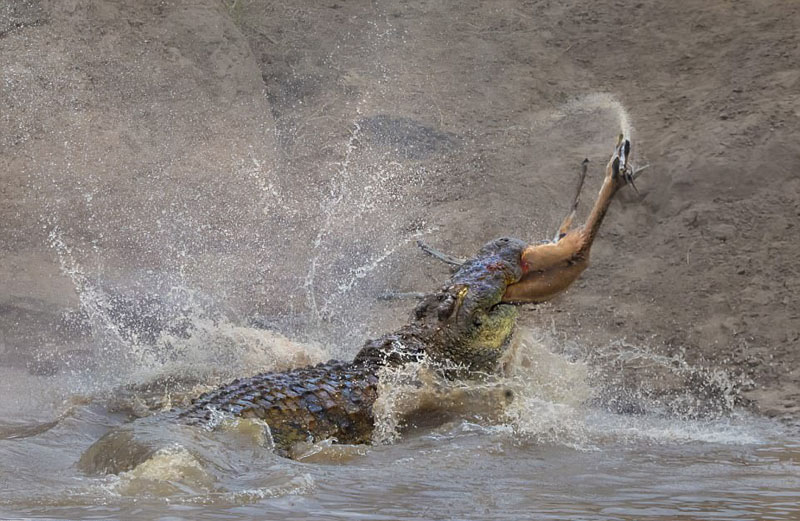 Chỉ chong phút chốc, chú linh dương xấu số đã bị cá sấu tóm gọn. Cú đớp của cá sấu rất mạnh khiến linh dương phun cả nước trong miệng ra.