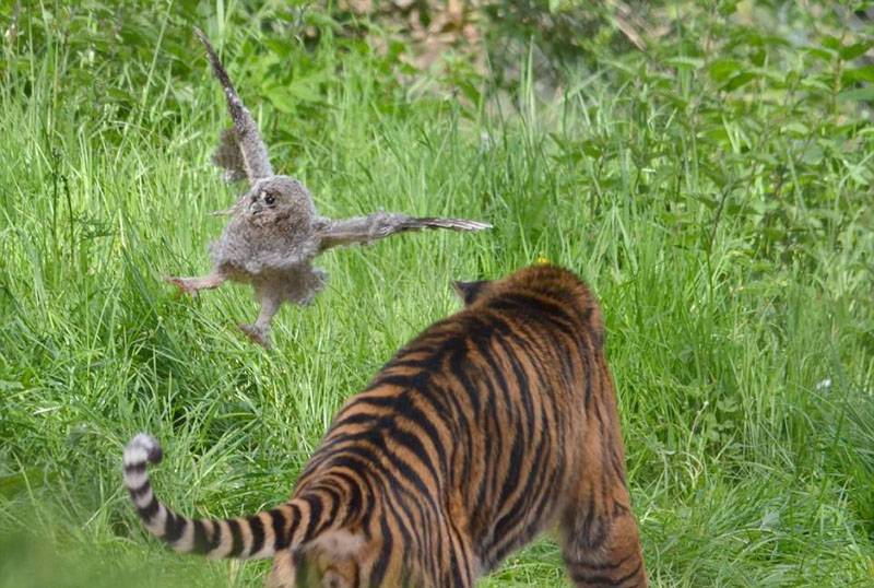Khi con hổ tiến tới gần mình, cú con lập tức bay lên. Hành động này của chú cú khiến con hổ giật mình.