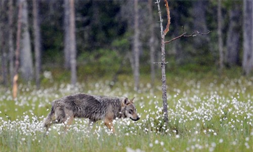 Các nhà khoa học Đan Mạch đã có bằng chứng về sự xuất hiện của sói tại quốc gia này sau 200 năm tuyệt chủng. Ảnh: AFP.