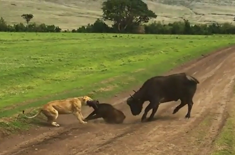 Dù đã cố gắng hết sức, nhưng trâu rừng mẹ vẫn không thể bảo vệ con trước sự tấn công của sư tử.
