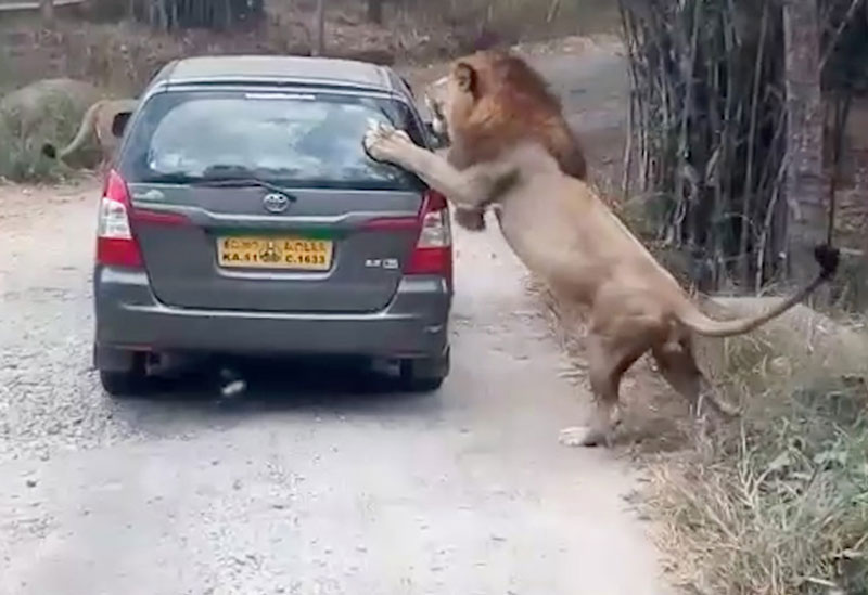Sư tử tấn công xe của du khách.