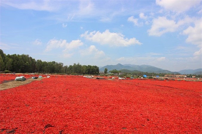 phong tay, cay mat voi nghe phoi ot… duoi troi nong "phung phung" hinh anh 4