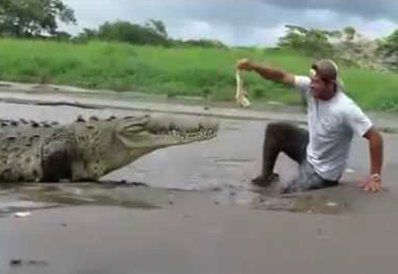 Chàng trai suýt mất mạng vì liều mình cho cá sấu khổng lồ ăn.