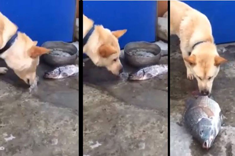 Chó dùng mũi hất nước để cứu cá.