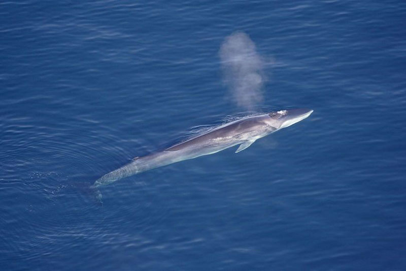 2. Cá voi vây (cá voi lưng xám) - chiều dài: 27,5m. Loài động vật có vú sống ở biển thuộc phân bộ cá voi tấm sừng hàm. Cơ thể dài và dẹt, có màu xám nâu với phần dưới có màu xanh xám.