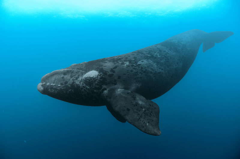4. Cá voi đầu bò - chiều dài: 18,3m. Loài cá voi tấm sừng hàm thuộc họ Balaenidae. Điểm đặc biệt nhất của loại cá voi này là những mảng da thô trên đầu có màu trắng do ký sinh trùng để lại. 