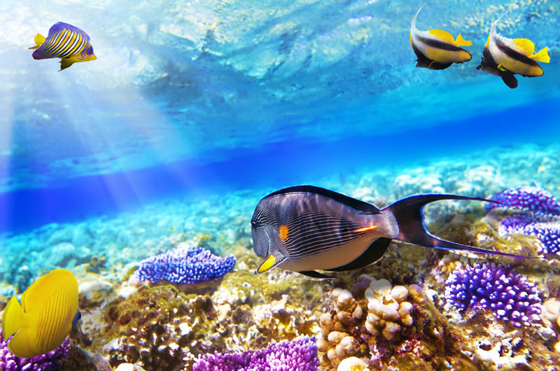 Sharm El Sheikh có 250 rạn san hô và 1.000 loài cá khác nhau.