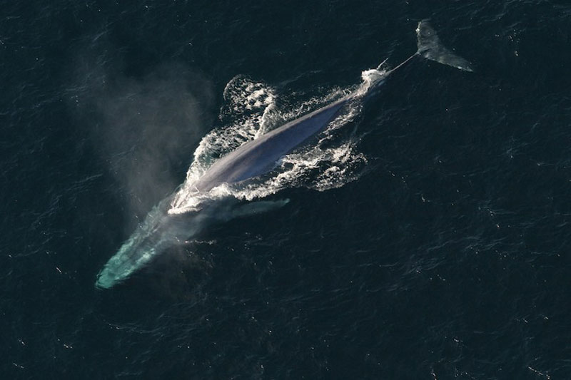 1. Cá voi xanh - chiều dài: 30m. Là loài cá voi thuộc về phân bộ Mysticeti. Cơ thể cá voi xanh dài và thon, có thể có màu hơi xanh-xám ở mặt lưng và sáng màu hơn ở mặt bụng.