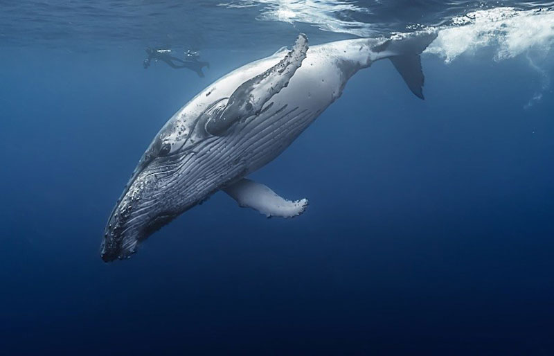 =6. Cá voi lưng gù - chiều dài: 16m. Là loài cá voi tấm sừng hàm. Cá voi lưng gù có một hình dạng cơ thể đặc biệt, vây ngực dài khác thường và đầu có u. Loài cá này thích nhào lộn và thường trồi lên mặt nước.