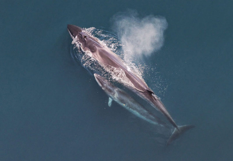 =6. Cá voi Sei - chiều dài: 16m. Loài cá voi thuộc bộ cá voi tấm sừng, thuộc họ cá voi lưng xám. Nó sinh sống chủ yếu ở các đại dương và các vùng biển liền kề, ưa thích vùng biển ngoài khơi nước sâu.