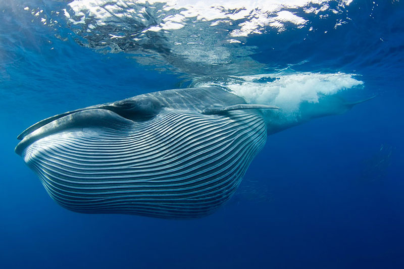 9. Cá voi Bryde - chiều dài: 14m. Là loài cá trong họ cá voi lưng xám. Chúng phân bố rộng rãi trên khắp các vùng biển nhiệt đới và cận nhiệt đới.