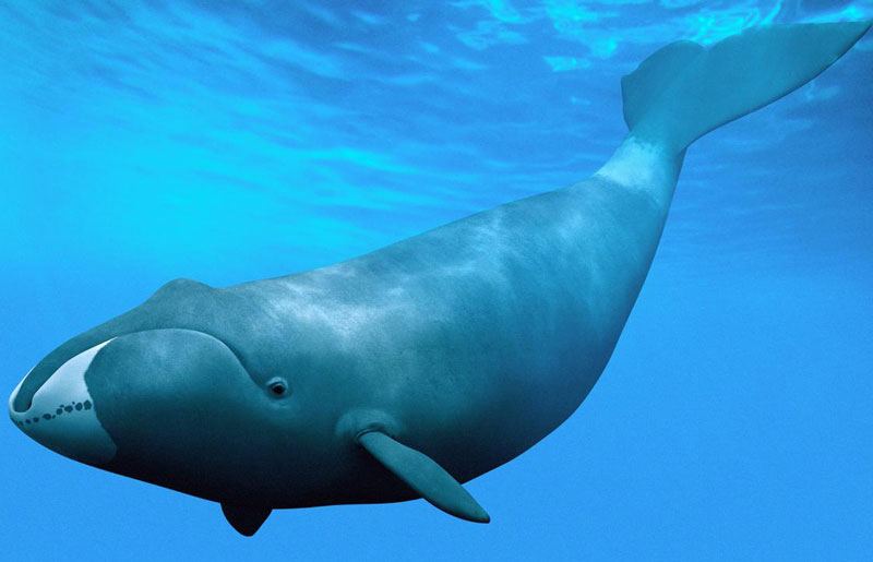 5. Cá voi đầu cong (cá voi Bắc Cực) - chiều dài: 18m. Loài cá voi tấm sừng hàm thuộc họ Balaenidae trong phân bộ Mysticeti. Nó là động vật có vú sống lâu nhất và có miệng lớn nhất trong số các loài động vật.