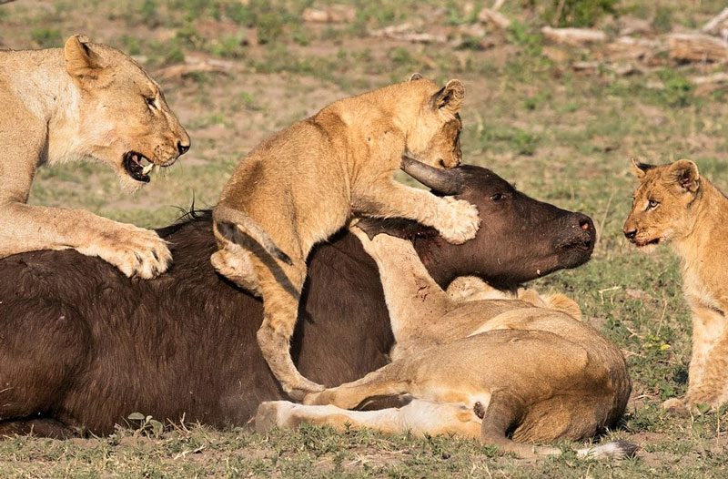 Sư tử dạy con cách săn mồi.