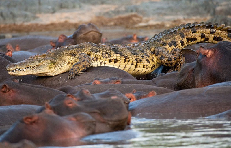 Tuy nhiên, rất may cho chú cá sấu này là con hà mã không có ý định giết chết đối thủ. Do đó, nó vẫn có thể thoát khỏi “lưỡi hãi tử thần”.