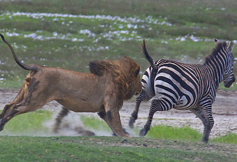 Được biết, cảnh tượng này do các du khách tình cờ ghi lại được khi đang tham quan khu bảo tồn động vật hoang dã Ngorongoro ở Tanzania.