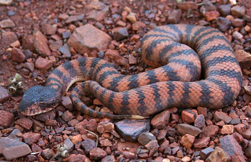 3. Rắn tử thần. Loài rắn độc có nguồn gốc ở Australia. Loài rắn này sẽ ngụy trang và tấn công kẻ thù nếu bị đe dọa.