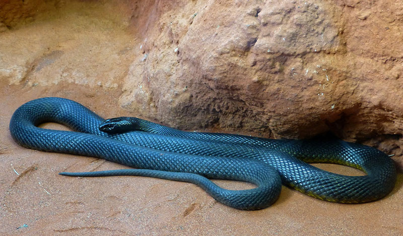 4. Rắn Taipan nội địa. Loài bản địa của Australia và được xem là loài rắn độc nhất trên thế giới căn cứ số chỉ định LD50. Tuy là rắn độc, nhưng nó rất nhát và hay lẩn lút, luôn luôn tìm cách chạy trốn nếu có sự cố.