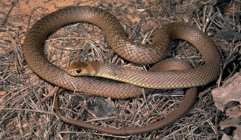 5. Rắn Pseudonaja Textilis. Là loài rắn độc có nguồn gốc ở Australia, Papua New Guine và Indonesia. Loại rắn này có lượng độc cực mạnh, đo được LD50.