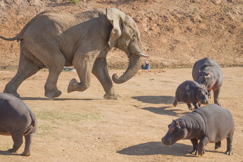 Được biết, cảnh tượng voi đực “phát điên” tấn công hà mã này được nhiếp ảnh gia Rian Van Schalkwyk – 40 tuổi tình cờ ghi lại được khi đến tham quan khu bảo tồn động vật hoang dã Erindi Private Game ở Windhoek, Namibia.