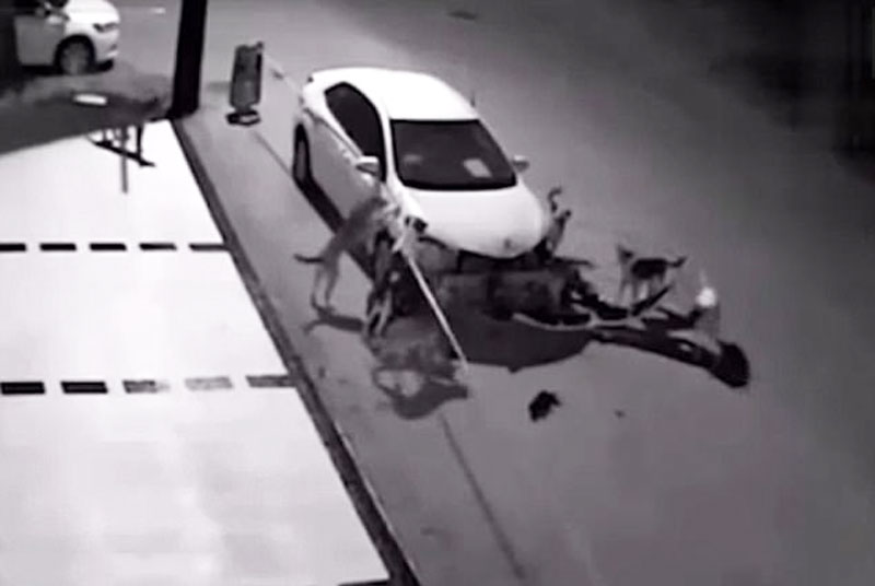 Đàn chó hoang phá hư chiếc xe hơi khi truy đuổi mèo.