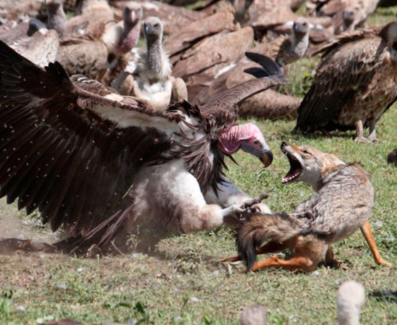 3. Kền kền ác chiến với sói đồng cỏ để cạnh tranh thức ăn.