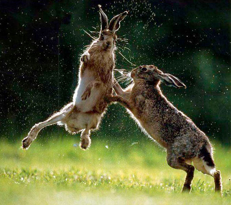 5. Màn “đấu võ” giữa hai chú thỏ xám.