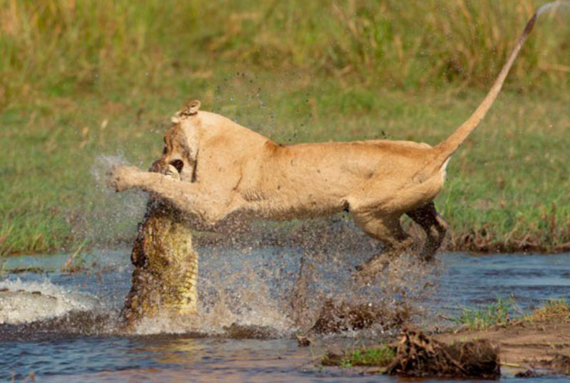 6. Sư tử bị cá sấu cắn vào mặt khi đang uống nước.