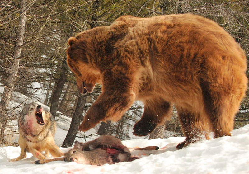 7. Sói xám tranh thức ăn với gấu xám khổng lồ.