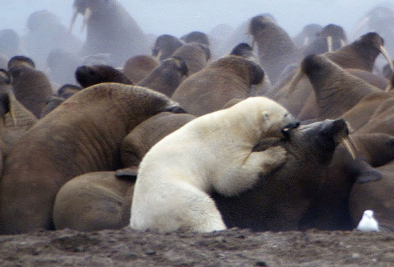 Cuộc ác chiến khốc liệt giữa “sát thủ Bắc Cực” và voi biển. Dù đã cố gắng hết sức, nhưng chú gấu trắng Bắc Cực vẫn không thể giết chết được con voi biển khổng lồ để làm thức ăn. (CHI TIẾT)