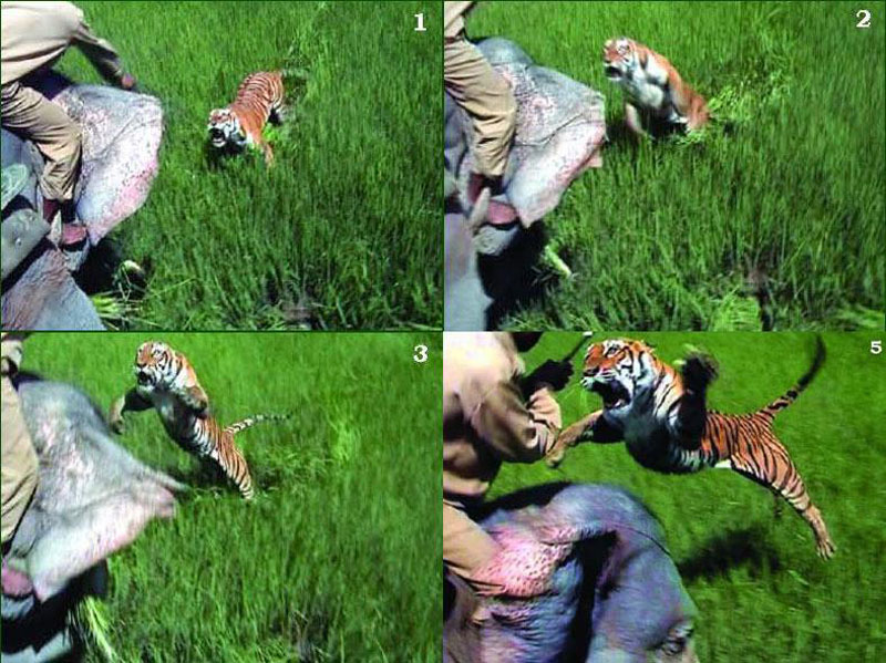 Hổ tấn công người quản tượng.