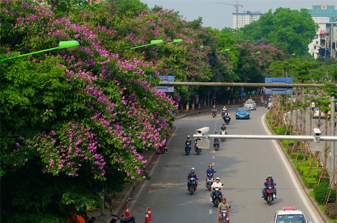 Mùa hoa tím trên khắp phố phường Hà Nội