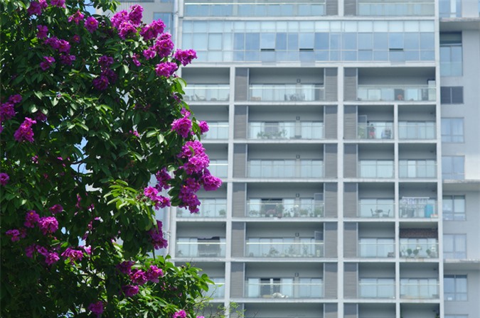 Mùa hoa tím trên khắp phố phường Hà Nội
