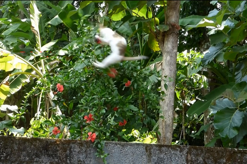 Mèo tung người lên không trung bắt chim hút mật.