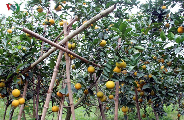 
Cam Xã Đoài có mùi vị thơm ngon nên được truyền qua nhiều thế hệ, được trồng ở xã Nghi Diên, huyện Nghi Lộc, Nghệ An. Điều đặc biệt là chỉ có đất ở vùng Xã Đoài mới trồng được loại cam này và cho vị ngon đặc trưng.

