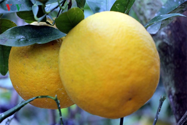 
Những năm gần đây, cam Xã Đoài thường có giá mỗi quả từ 50.000 đồng đến 100.000 đồng. Toàn xã Nghi Diên có khoảng 17 ha trồng cam Xã Đoài.
