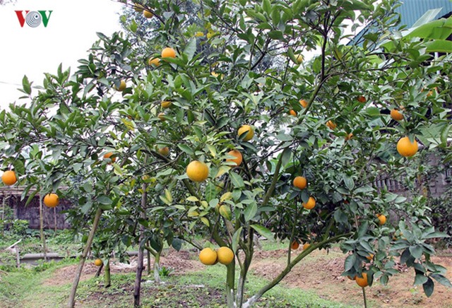 
Theo người dân địa phương, tuổi đời trung bình của cây cam khoảng 20 - 25 năm, nhưng nếu có kỹ thuật chăm sóc tốt sẽ kéo dài được tuổi thọ của cây lên gấp đôi.
