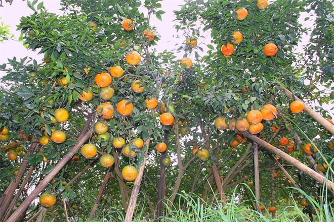Ngọt, thơm đặc sản cam bù Hương Sơn, Hà Tĩnh