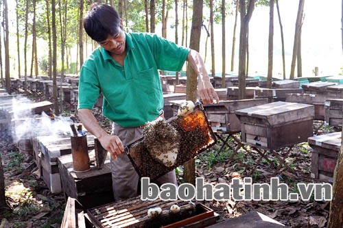 Nuôi ong lấy mật ở Vũ Quang cho hiệu quả kinh tế cao. Ảnh: Đậu Bình