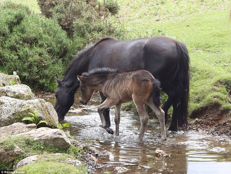 Theo tiết lộ của Austin, chú ngựa Dartmoor này chỉ mới được có 2 ngày tuổi.